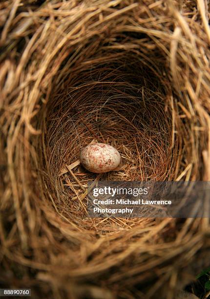 lone egg in bird nest - wren stock pictures, royalty-free photos & images