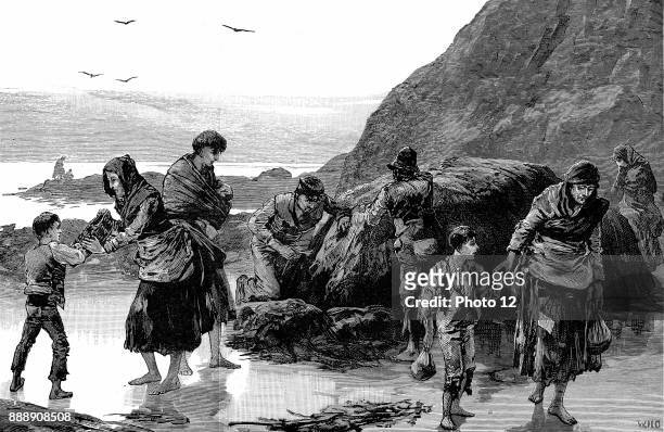 Distress in Ireland, Collecting limpets and seaweed for food in west of Ireland. Failure of the potato crop in previous year had made condition of...