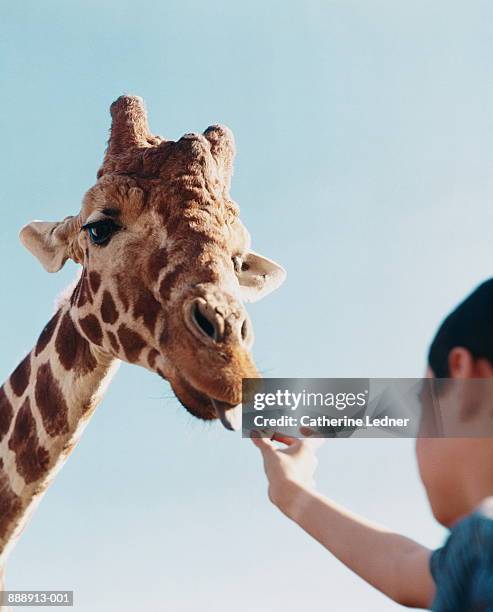 boy (8-10) feeding giraffe (giraffa camelopardalis), low angle view - captive animals stock-fotos und bilder