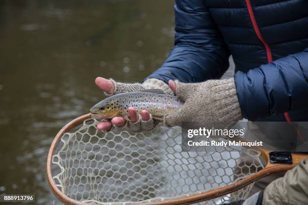 autumn catch - trout fishing stock pictures, royalty-free photos & images