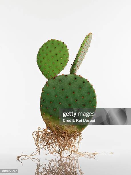 form - cactus white background stock-fotos und bilder