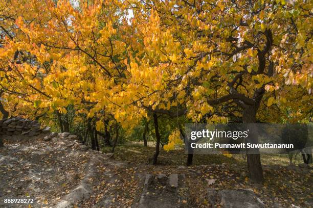 beautiful autumn in hunza valley, gilgit baltistan, pakistan - baltistan bildbanksfoton och bilder