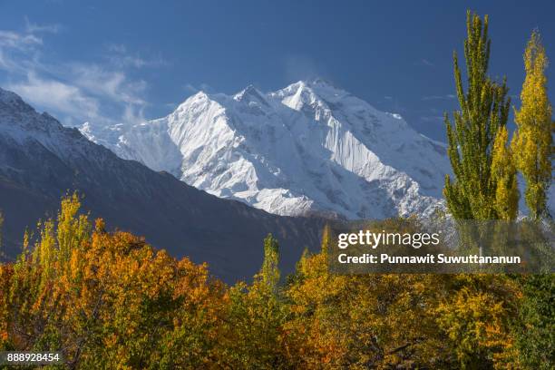 rakaposhi peak with many autumn tree in hunza valley, gilgit baltistan, pakistan - baltistan bildbanksfoton och bilder