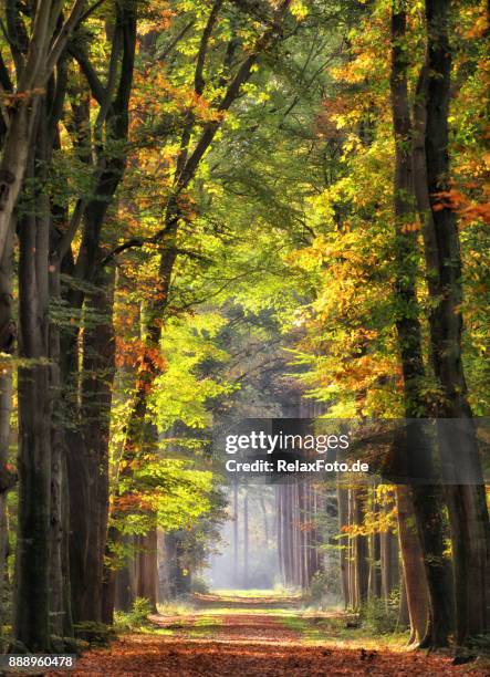 majestic avenues in autumn leaf colors - forest trail stock pictures, royalty-free photos & images