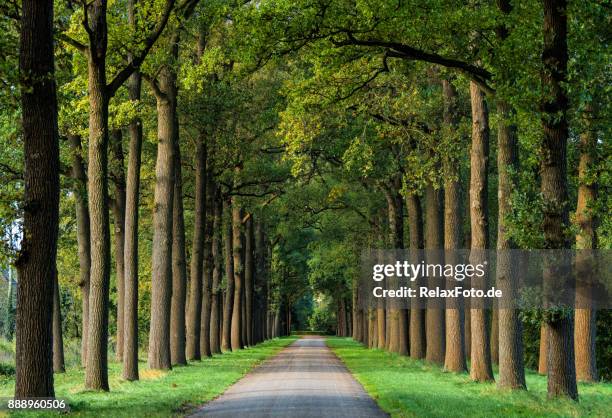 majestueuze lanen in herfst kleuren van het blad - bomenrij stockfoto's en -beelden