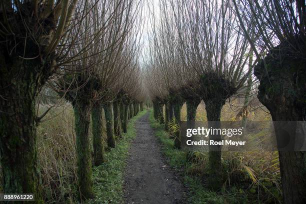 muddy foot path between pollard willows - pollard willow stock pictures, royalty-free photos & images