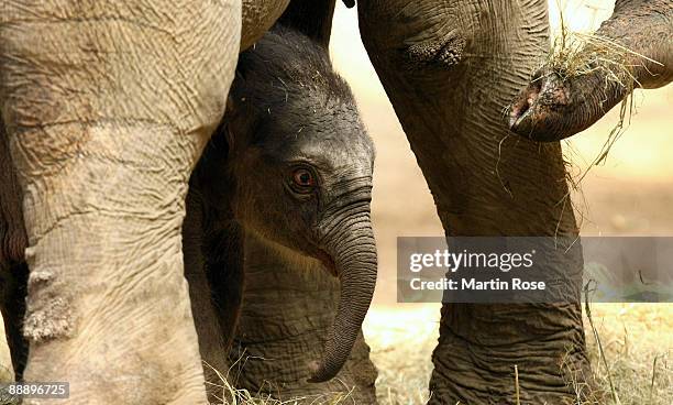 An unnamed baby elephant calf explores alongside his mother Thura the elephant barn at the Hagenbeck Zoo on July 8, 2009 in Hamburg, Germany. The...