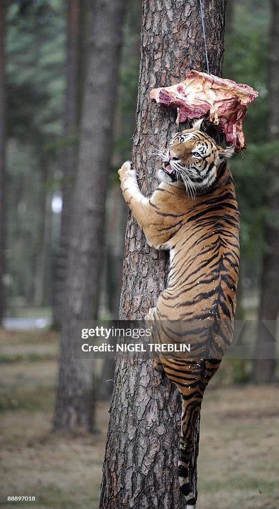 A tiger climbs up a tree trunk to get a