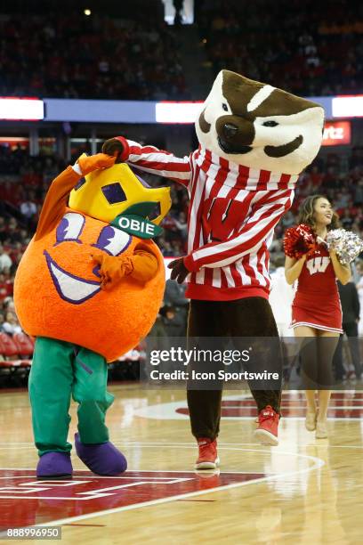 Orange Bowl mascot Obie dances with Wisconsin mascot Bucky Badger during a college basketball game between the University of Wisconsin Badgers and...