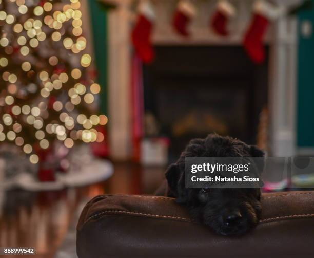bouvier de flanders on the couch - bouvier des flandres stock pictures, royalty-free photos & images