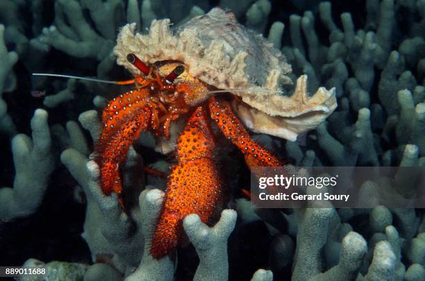 a white-spotted hermit crab, sitting on a coral patch - coral cnidario fotografías e imágenes de stock