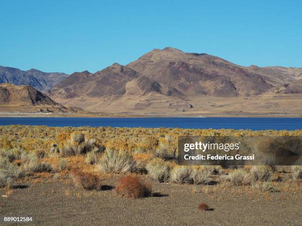 chamisa wild flowers at pyramid lake, nevada - nevada flowers stock pictures, royalty-free photos & images