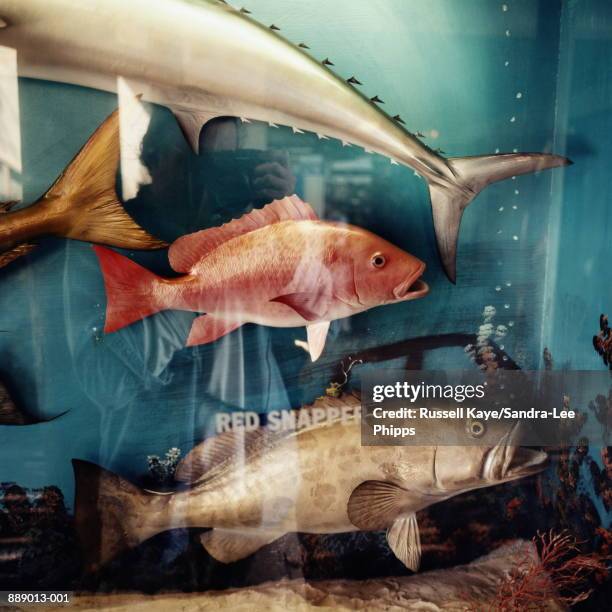 Fake Fish Group 160 Fake Fish For Aquarium Stock Photos, High-Res Pictures, and Images ...