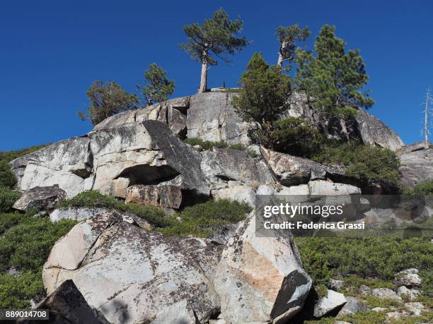pine trees along the glen alpine trail, eastern sierra nevada. - wanderweg pacific crest trail stock-fotos und bilder