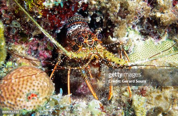 a spotted spiny lobster on coral reef - spotted lobster stock pictures, royalty-free photos & images