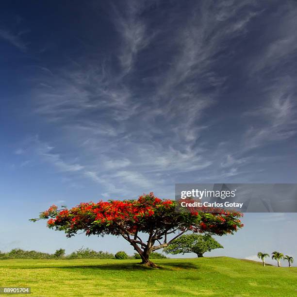 royal poinciana tree in field   - delonix regia stock pictures, royalty-free photos & images