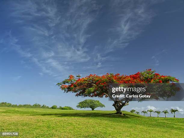 a beautiful morning - delonix regia stock pictures, royalty-free photos & images