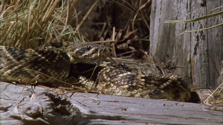 Rabbit Rattlesnake 38 Rattle Snake Attack Stock Videos, Footage, & 4K Video Clips - Getty ...