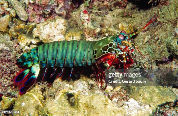mantis shrimp, peacock mantis, sitting on the seafloor - mantis shrimp stock pictures, royalty-free photos & images