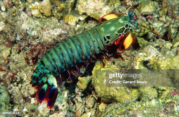 mantis shrimp, peacock mantis, sitting on the seafloor - mantis shrimp stock pictures, royalty-free photos & images