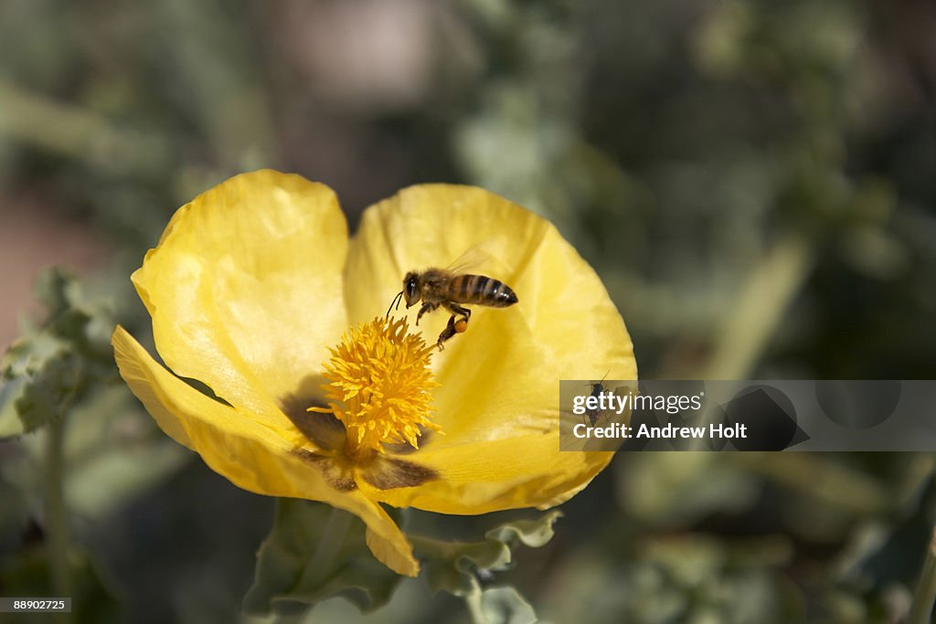 Yellow spring flower with honey bee in Greece.