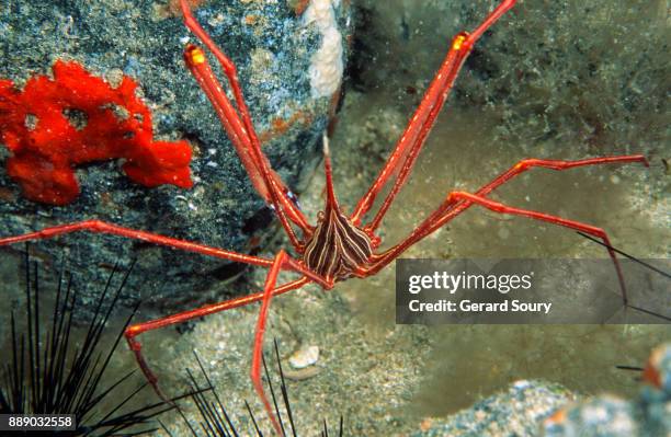 a spider crab amongst rocks - spider crab ストックフォトと画像