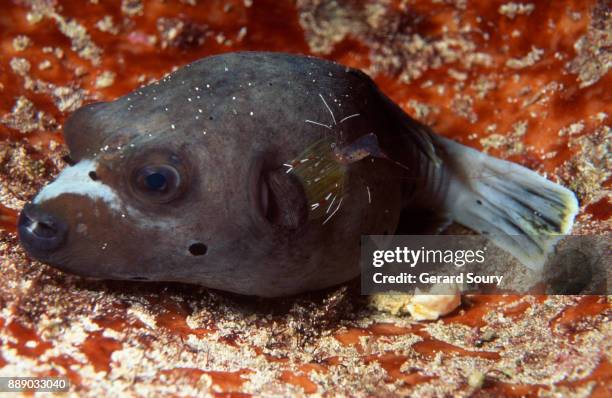 Cleaner Fish Stock 377 Fish Cleaner Shrimp Stock Photos, High-Res Pictures, and Images ...
