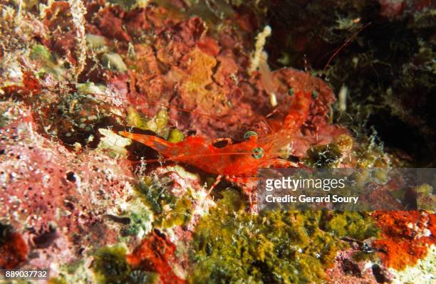 a red night shrimp sitting on coral reef at night - red night shrimp stock pictures, royalty-free photos & images