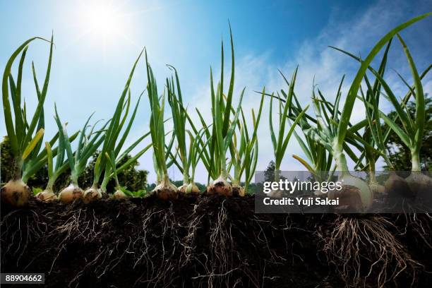 onion on the ground side view - root stockfoto's en -beelden