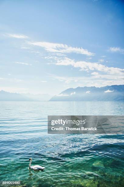 swan swimming on lake geneva on sunny summer morning - lake geneva switzerland stock pictures, royalty-free photos & images