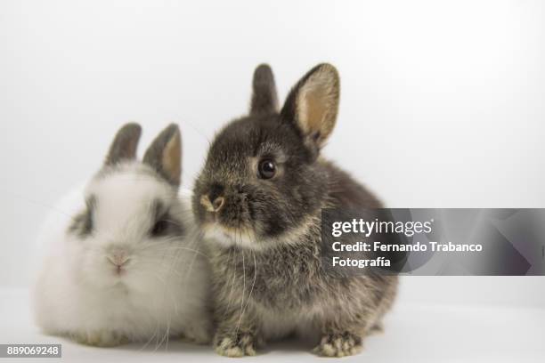 couple of rabbits - domestic animals stock pictures, royalty-free photos & images