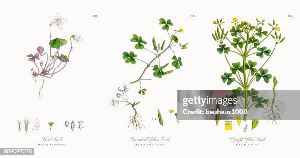 ilustraciones, imágenes clip art, dibujos animados e iconos de stock de acedera, oxalis acetosella, ilustración botánica victoriana, 1863 - acederilla