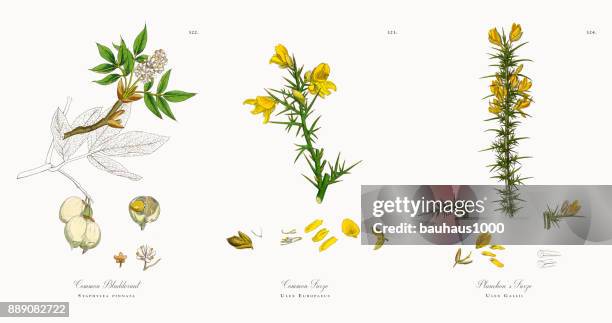 illustrazioni stock, clip art, cartoni animati e icone di tendenza di cistifellea comune, staphylea pinnata, illustrazione botanica vittoriana, 1863 - erba vescica