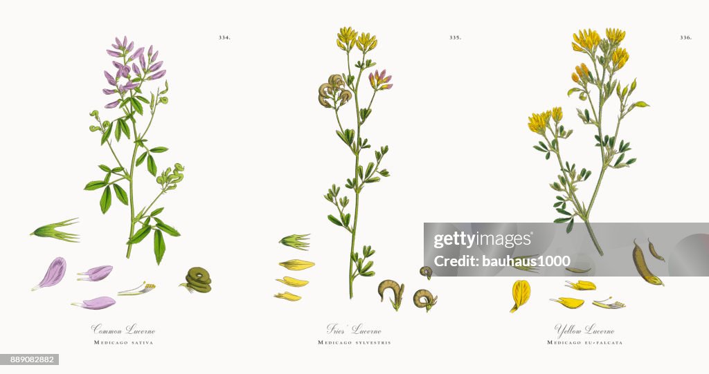 Common Lucerne, Medicago sativa, Victorian Botanical Illustration, 1863