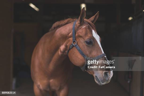 schönes pferd im land - pferdeartige stock-fotos und bilder