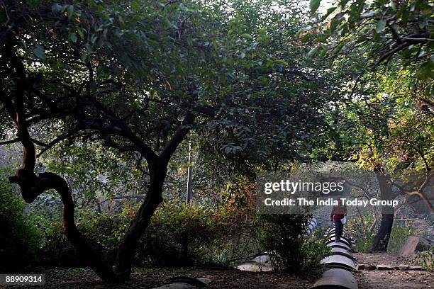 Delhi Ridge Photos and Premium High Res Pictures - Getty Images