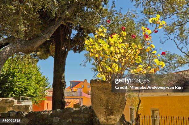 colorful architecture in the alfama district, lisbon, portugal. - mieneke andeweg stock pictures, royalty-free photos & images