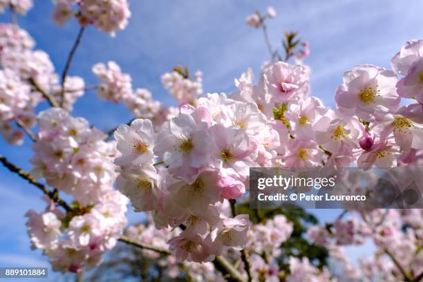 cherry blossom - peter lourenco stock-fotos und bilder