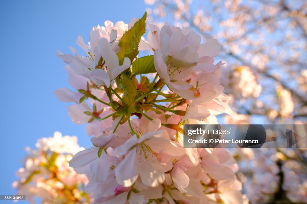 Cherry Blossom