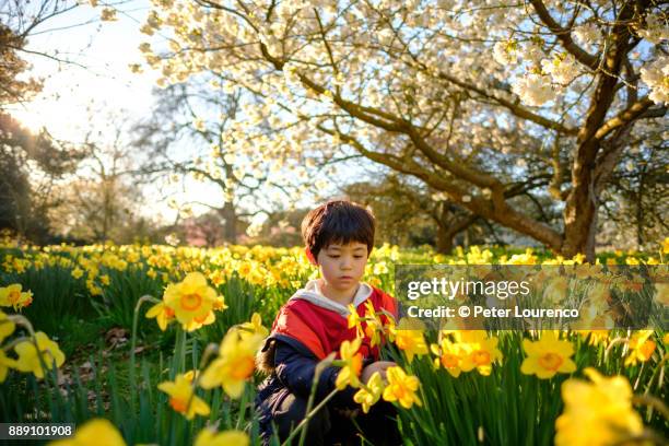 boy in field of daffodils - peter lourenco fotografías e imágenes de stock