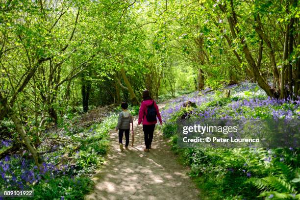 mother and son countryside walk - bluebell wood bildbanksfoton och bilder