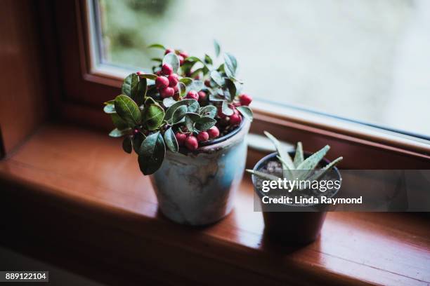 potted winterberry with aloe pant at a window - winterberry holly stock pictures, royalty-free photos & images