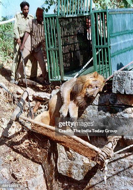 Turmoil in Gir, the last abode of Asiatic Lion , where as many as 13 lions have been found dead in the past month, a significant number of them...