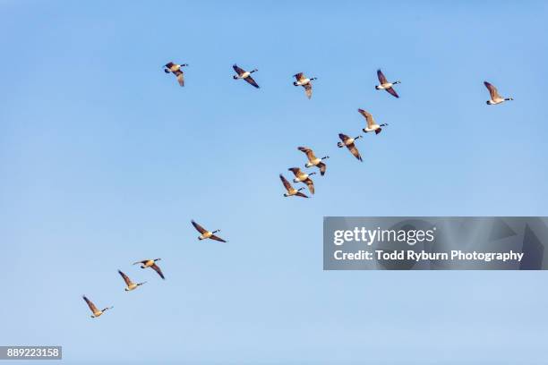 in formation - birds flying stock pictures, royalty-free photos & images