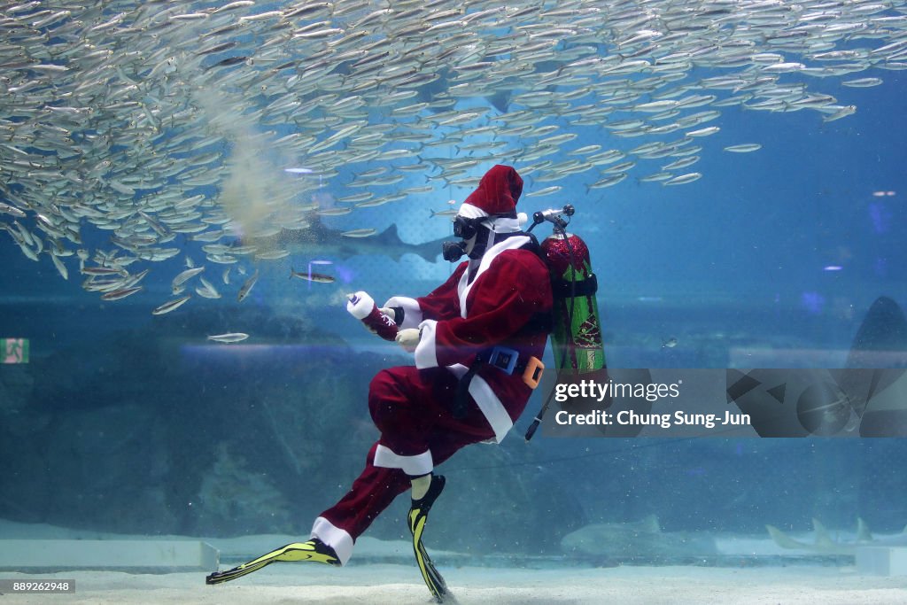 Santa Claus Divers Swim With Fishes In Seoul