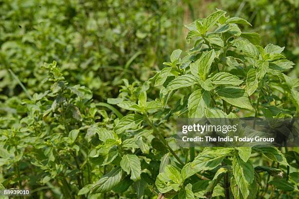 Native Menthol Menthol Plant Photos and Premium High Res Pictures - Getty Images
