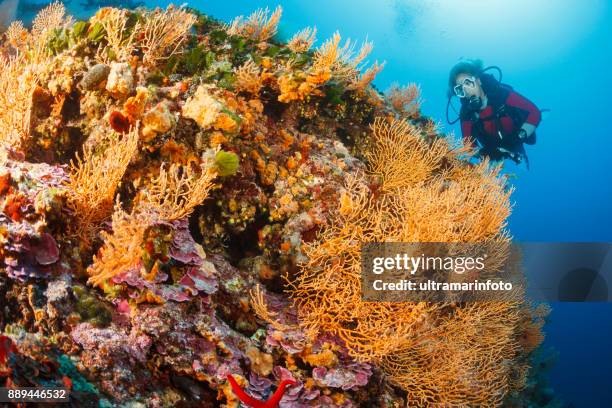gorgonias coral coral explorar y disfrutar de buceo arrecife mar vida sporting mujer rubia de pelo agua deportes buceo punto de vista - vis fotografías e imágenes de stock