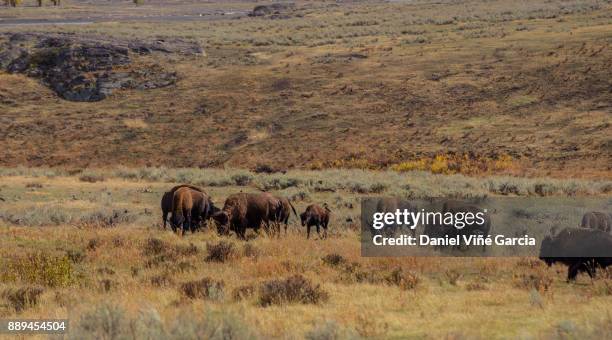 buffalo herd"n - west direction stock pictures, royalty-free photos & images