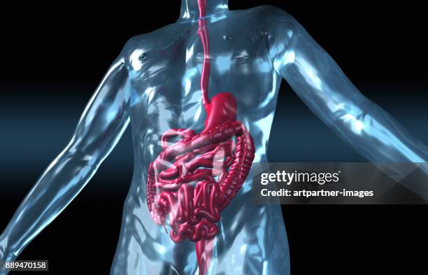 human body with digestive system - spijsverteringsstelsel stockfoto's en -beelden