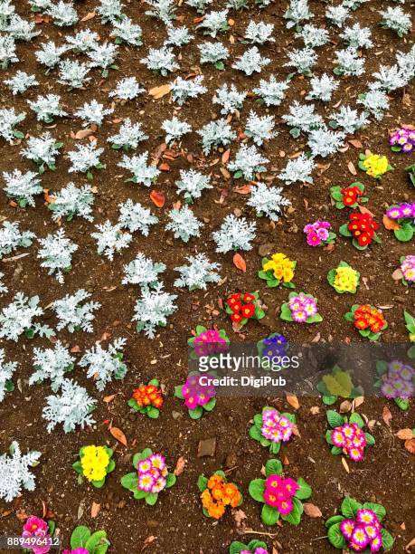 newly planted dusty miller and primula in flowerbed - cineraria maritima stock pictures, royalty-free photos & images